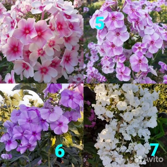 Флоксы многолетние