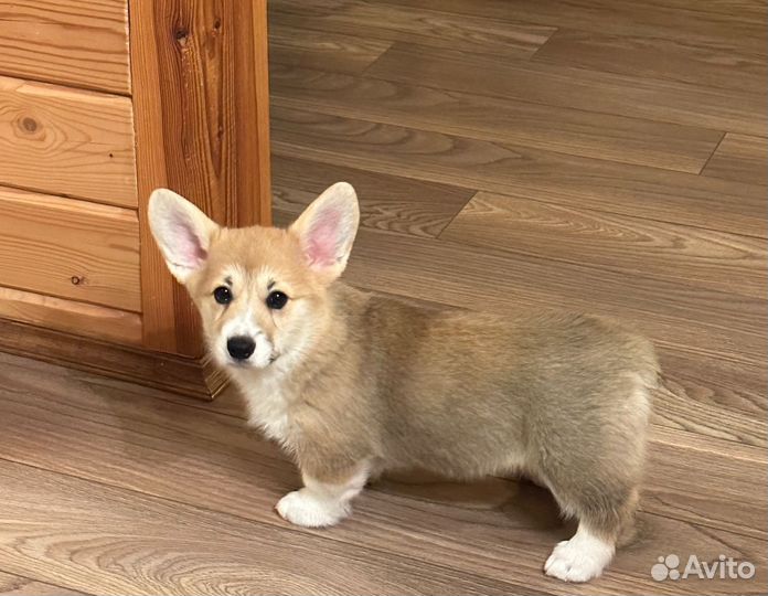 Вельш-корги пемброк девочка