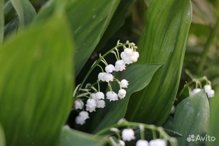 Колеусы, Ландыши рассада