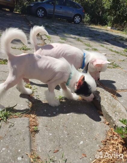 Щенки