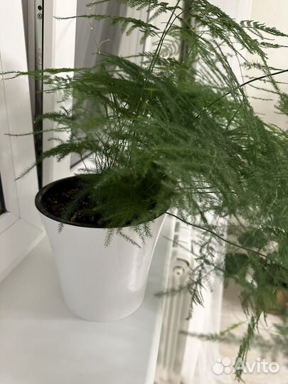 Аспарагус, горшок Santino