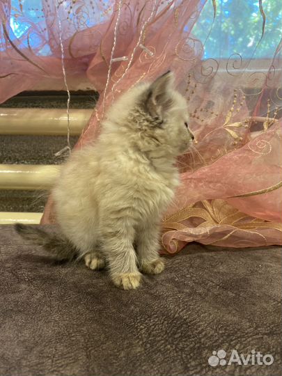 Котенок девочка в добрые руки