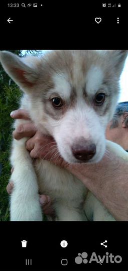 Щенки хаски