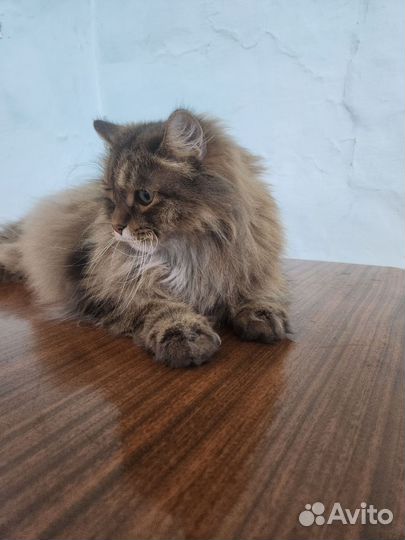 Кот в добрые руки