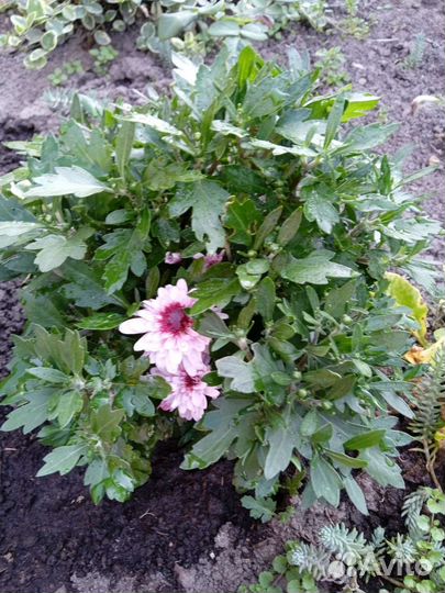 Хризантема мультифлора