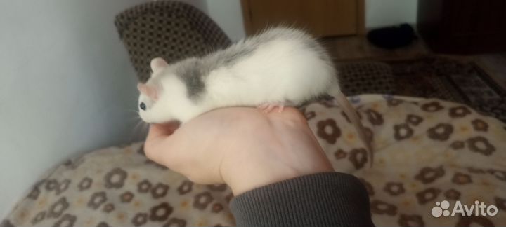 Домашние крысы