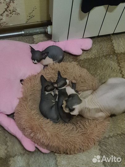 Канадский сфинкс