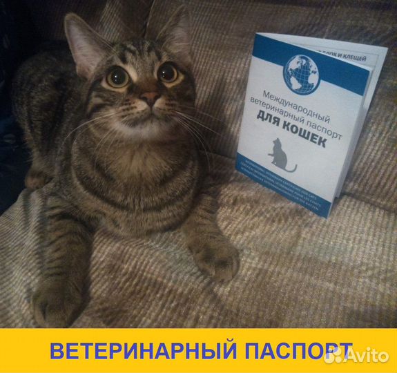 Врач-ветеринар. Выезд на дом круглосуточно