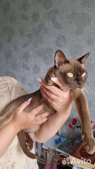 Бурманская кошка