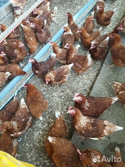 Куры несушки. Оптом. Доминант