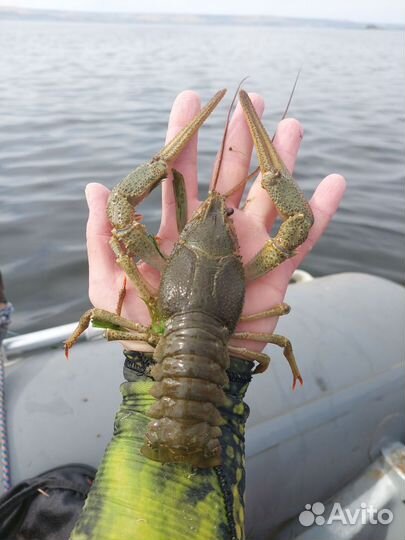 Живые раки волжские