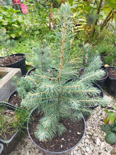 Ель Голубая