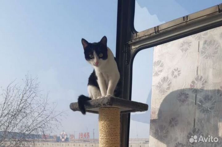 Лизонька