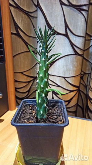 Экзотический кактус