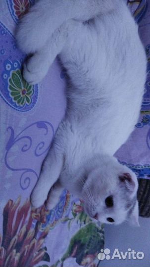 Британская кошка в дар