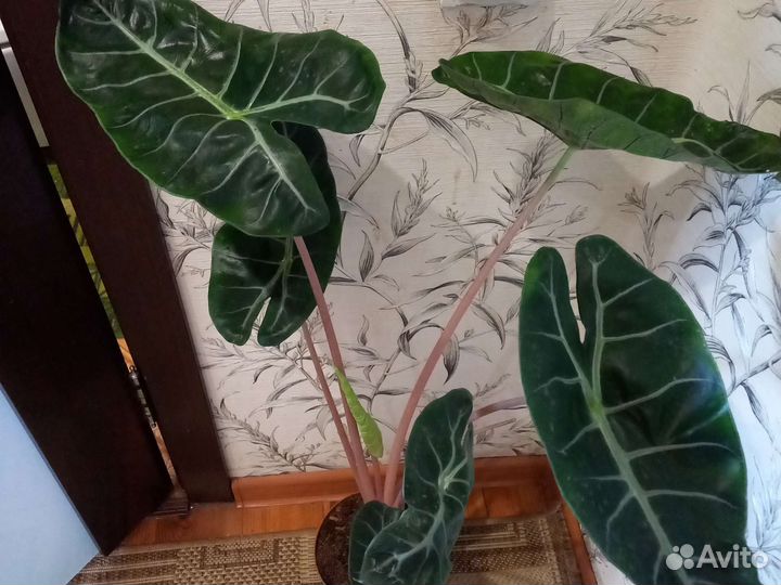 Домашние цветы 6