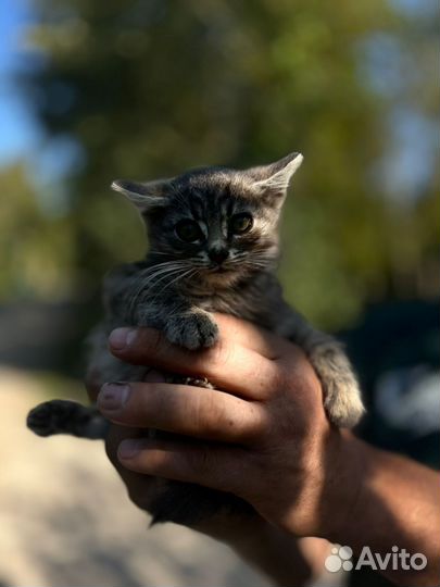 Котенок серый дымчатый