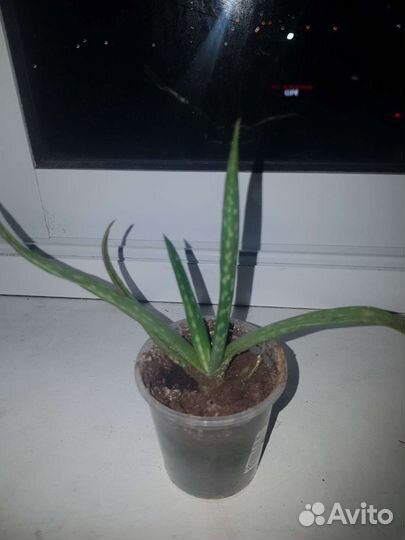 Алое лечебный