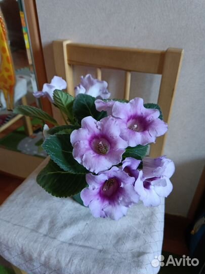 Глоксиния немахровая разная