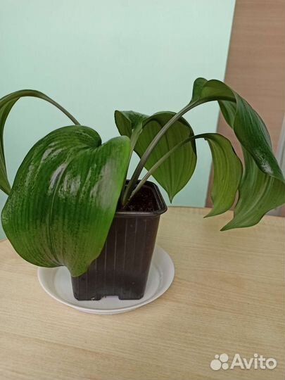 Эухарис амазонская лилия