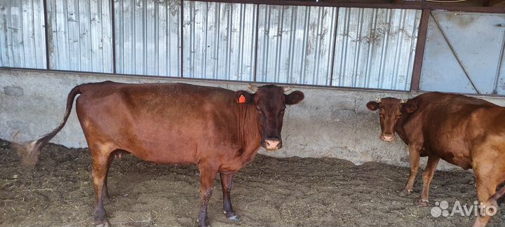 Продаются коровы