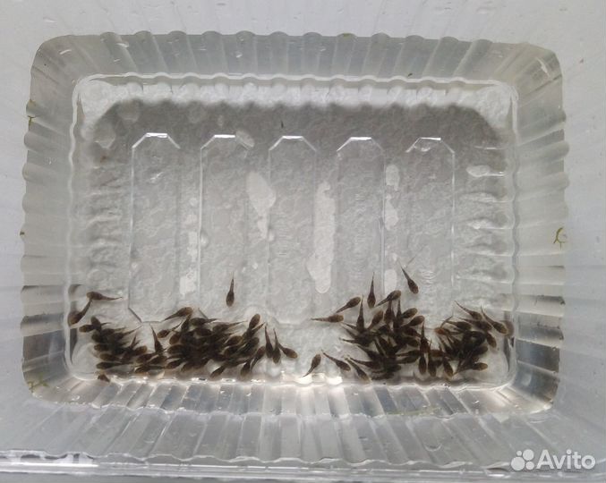 Сомики анциструсы, креветки, гуппи Эндлера