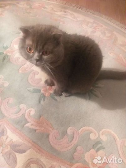 Британская кошка в дар