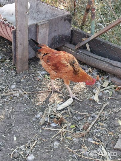 Молодые петухи