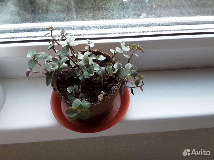 Коллизия мелколистная