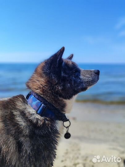 Акита ину вязка