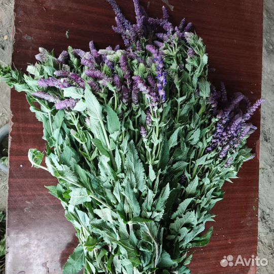 Травы для бани