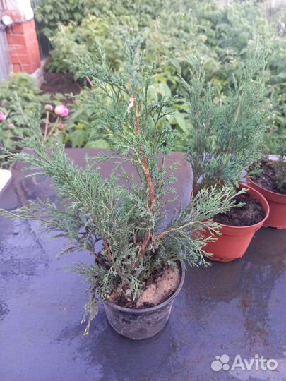 Можжевельник казацкий