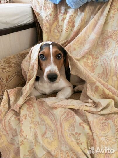 В добрые ручки пристройство