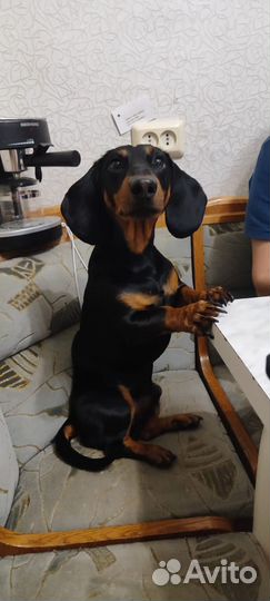 Вязка кобель такса