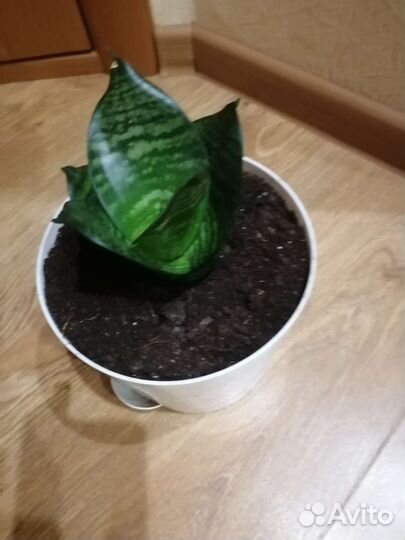 Щучий хвост. Сансевиерия Ханни (низкорослая)