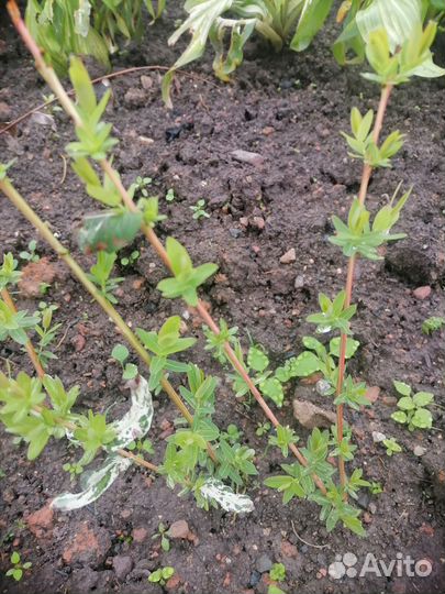 Ива Хакуро Нишики