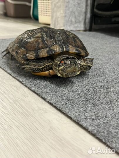 Красноухая черепаха бесплатно