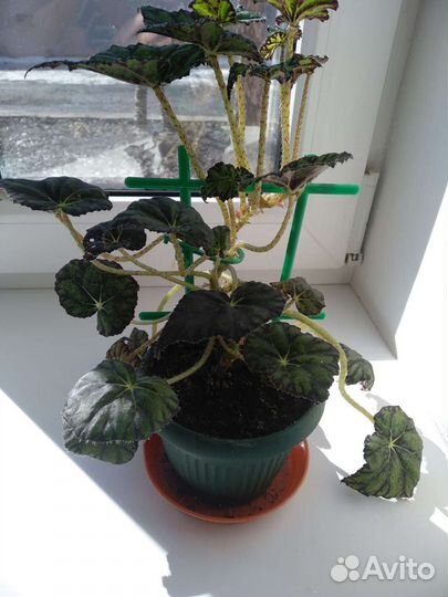 Бегония, фиалки