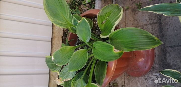 Комнатные растения