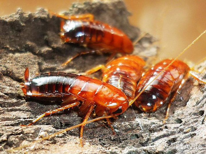 Корм для рептилий- мыши, сверчки, тараканы,бражник