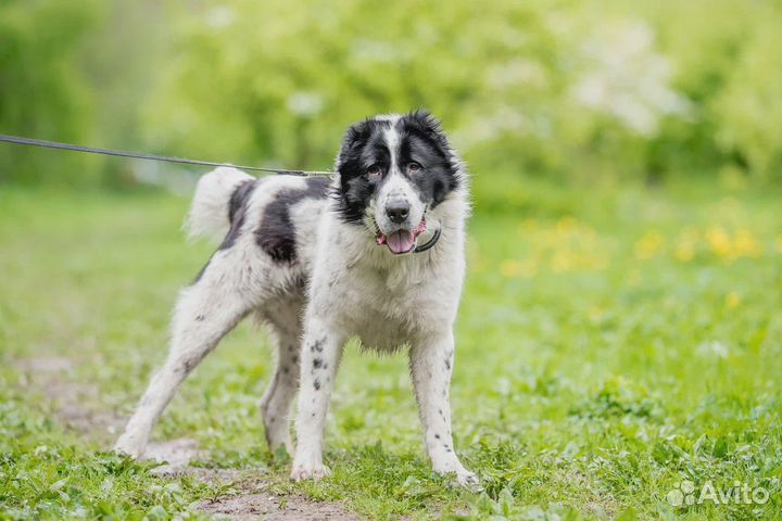 Алабай Тумар, 2 года