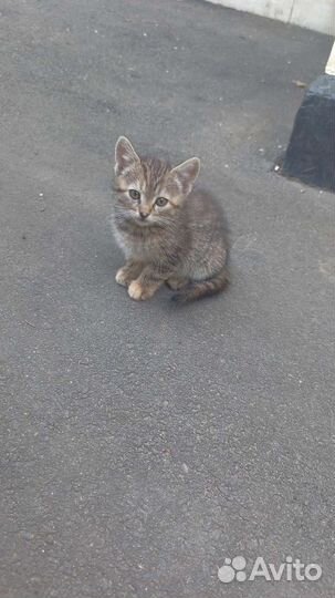 Кошки в добрые руки бесплатно