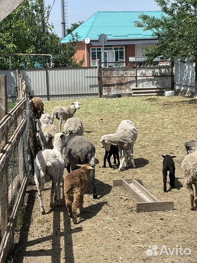 Ягнята барашки