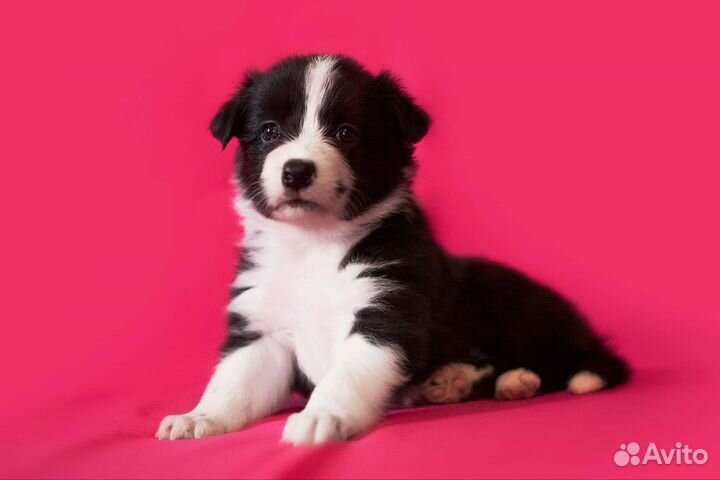 Бордер колли