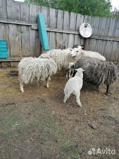Овцы бараны