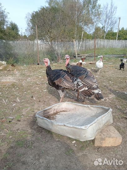 Индюки домашние