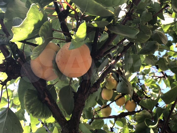 2-к. квартира, 60 м², 1/2 эт.