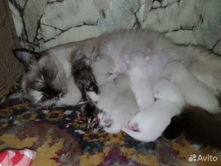 Котята тайские
