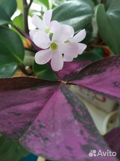 Кислица (оксалис или доброе утро)