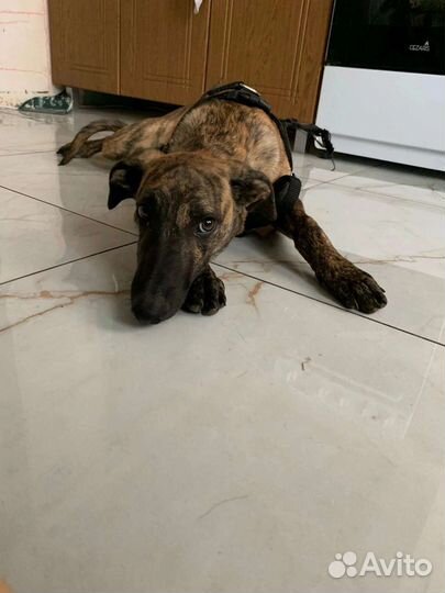 Ищет дом щенок(девочка)